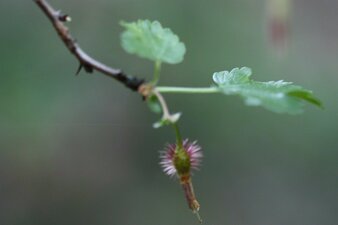 Ribes californicum Fruit